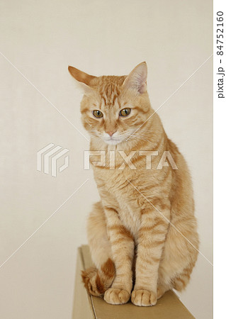 ねこちゃん親子の日常風景（すっかり大きくなりました） 84752160