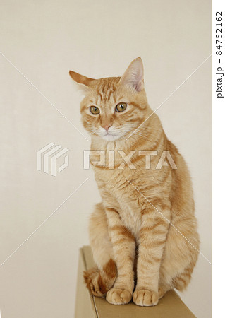 ねこちゃん親子の日常風景（すっかり大きくなりました） 84752162