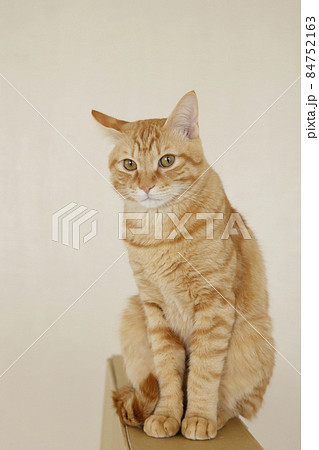 ねこちゃん親子の日常風景（すっかり大きくなりました） 84752163