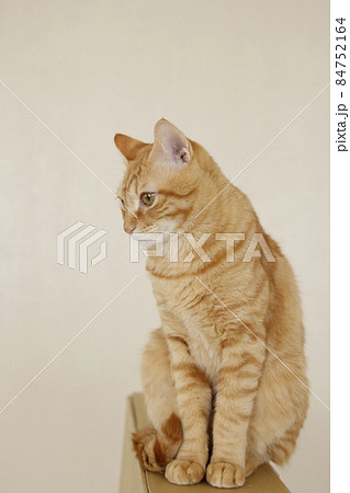 ねこちゃん親子の日常風景（すっかり大きくなりました） 84752164