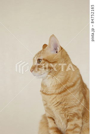 ねこちゃん親子の日常風景(すっかり大きくなりました) ねこちゃん親子の日常風景(すっかり大きくなりました) 84752165
