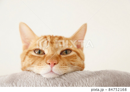 ねこちゃん親子の日常風景（すっかり大きくなりました） 84752168