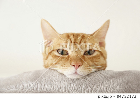 ねこちゃん親子の日常風景(すっかり大きくなりました) ねこちゃん親子の日常風景(すっかり大きくなりました) 84752172