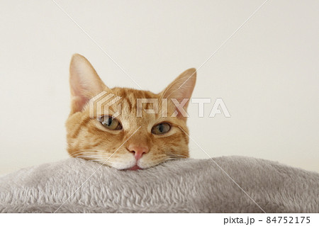 ねこちゃん親子の日常風景（すっかり大きくなりました） 84752175
