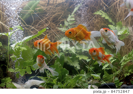 Goldfish in aquarium with green plants 84752847