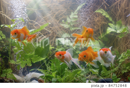 Goldfish in aquarium with green plants Goldfish in aquarium with green plants 84752848