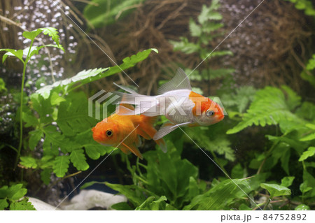 Goldfish in aquarium with green plants Goldfish in aquarium with green plants 84752892