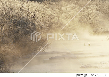 朝日に染まる樹氷に包まれたタンチョウのねぐら（北海道・鶴居） 84752905