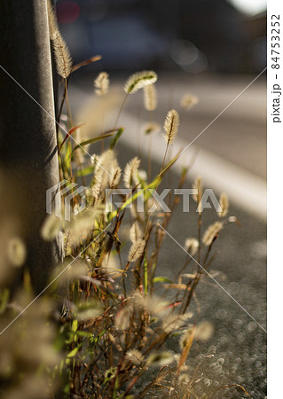 ネコジャラシ エノコログサ 狗尾草 Setaria viridis ネコジャラシ エノコログサ 狗尾草 Setaria viridis 84753252