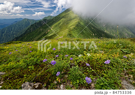 マツムシソウ咲く朝日連峰縦走路から雲湧く寒河山 84753336