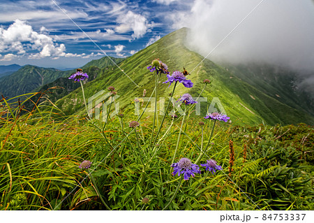 マツムシソウ咲く朝日連峰縦走路から雲湧く寒河山 84753337