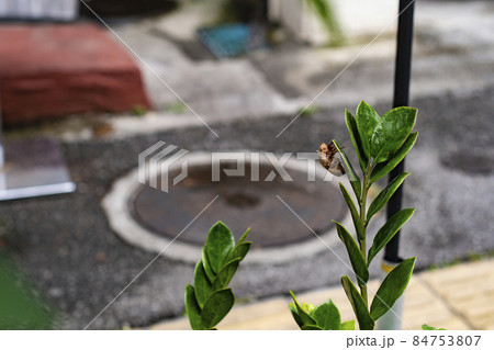 セミの抜け殻 蝉 脱皮 抜け殻 幼虫 夏 羽化 植物 セミの抜け殻 蝉 脱皮 抜け殻 幼虫 夏 羽化 植物 84753807