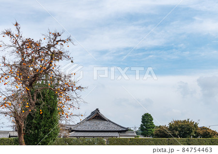 寺の柿 84754463