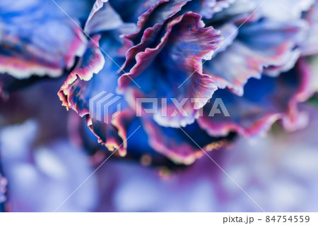Retro art, vintage card and botanical concept - Abstract floral background, blue carnation flower. Macro flowers backdrop for holiday brand design 84754559