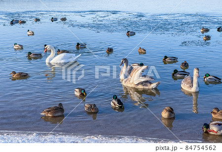 Drakes, mallard ducks and swans swimming in a frozen lake in winter. High quality 4k footage Drakes, mallard ducks and swans swimming in a frozen lake in winter. High quality 4k footage 84754562