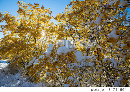 First snow 84754664