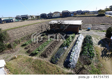 初冬の家庭菜園 84754795