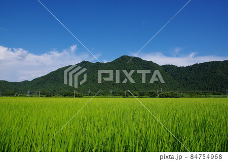 福井市の田園地帯から望む文殊山 福井市の田園地帯から望む文殊山 84754968