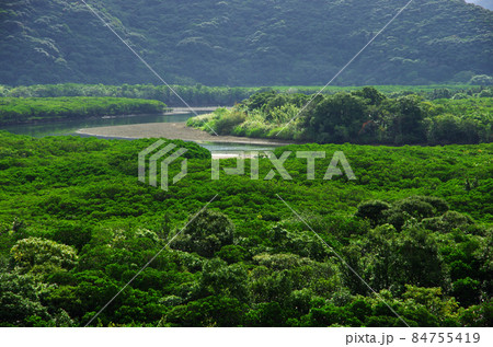 奄美市住用町のマングローブ原生林の森 84755419