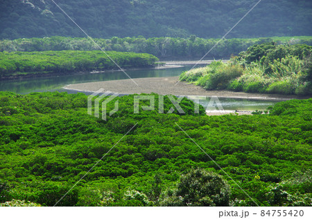 奄美市住用町のマングローブ原生林の森 84755420
