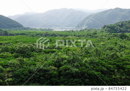 奄美市住用町のマングローブ原生林のの森 84755422