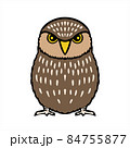 Little Owl　フクロウ 84755877