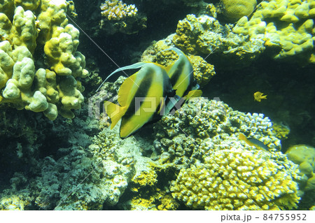 Two Red Sea bannerfishes swimming, diving in egypt Two Red Sea bannerfishes swimming, diving in egypt 84755952