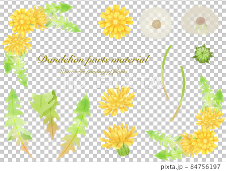 Watercolor style parts material of wild flowers and dandelions 84756197