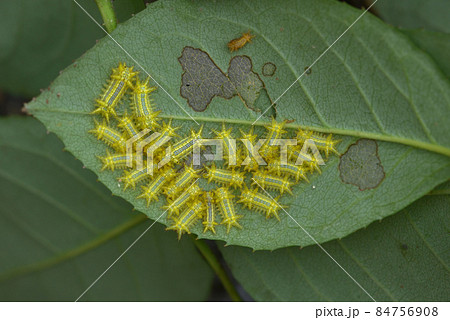 イラガの幼虫　バラの葉の裏側に塊を作るイラガの幼虫 84756908