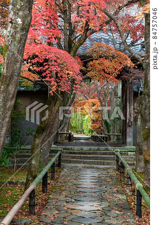 京都光悦寺の紅葉 84757046