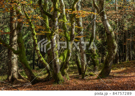 Beech forest in the mountain in autumn. Vosges, France. Beech forest in the mountain in autumn. Vosges, France. 84757289