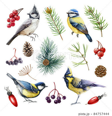 Chickadee birds forest elements watercolor set. Hand drawn blue, crested, himalayan tit small birds, pine branch, berries, cone natural collection. Forest and backyard cute avians watercolor set 84757444