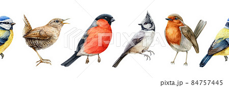 Bird watercolor seamless border illustration. Bullfinch, wren, blue tit, robin, crested tit close up images. Realistic garden and forset birds seamless border element. Avian set white background 84757445