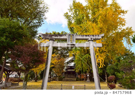 【京都】三栖神社の鳥居とイチョウ 【京都】三栖神社の鳥居とイチョウ 84757968