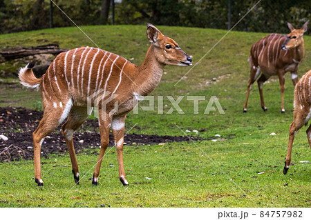 Baby Nyala Antelope - Tragelaphus angasii. Wild life animal. Baby Nyala Antelope - Tragelaphus angasii. Wild life animal. 84757982