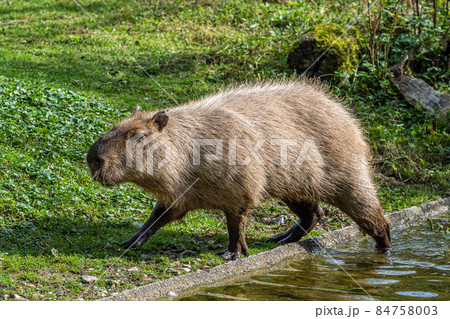 Capybara or water hog (Hydrochoerus hydrochaeris), Stock Photo, Picture And  Rights Managed Image. Pic. IBR-1160201