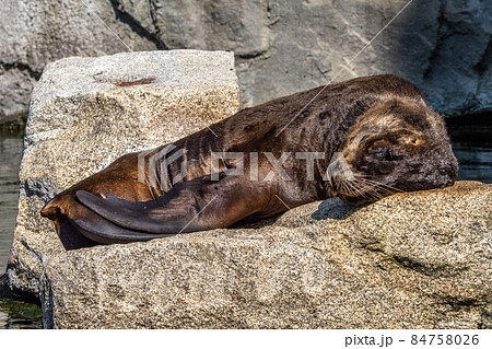 The South American sea lion, Otaria flavescens in the zoo The South American sea lion, Otaria flavescens in the zoo 84758026