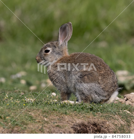 European rabbit, Common rabbit, Oryctolagus cuniculus sitting on a meadow at Munich European rabbit, Common rabbit, Oryctolagus cuniculus sitting on a meadow at Munich 84758033