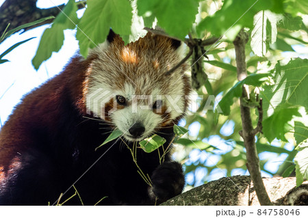 The red panda, Ailurus fulgens, also called the lesser panda. The red panda, Ailurus fulgens, also called the lesser panda. 84758046