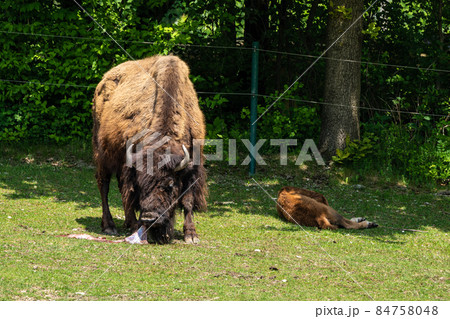 American buffalo known as bison, Bos bison in the zoo American buffalo known as bison, Bos bison in the zoo 84758048