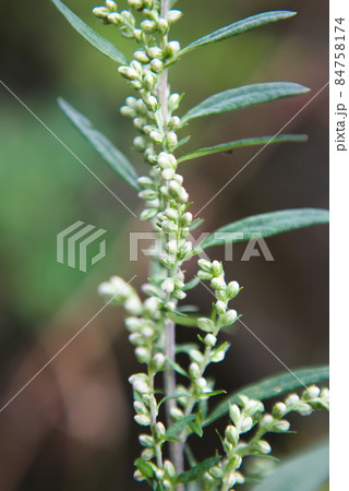 ヨモギの花の蕾 ヨモギの花の蕾 84758174