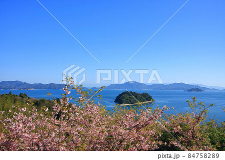 ハート島と河津桜 ハート島と河津桜 84758289