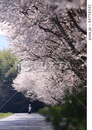 黒瀬川沿いの桜並木 84758342
