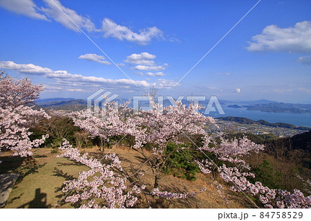 春の朝日山から望む瀬戸内海や竹原市街 84758529