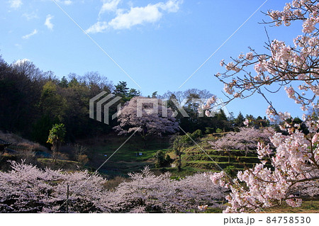 樹齢200年(推定)の宿根の大桜 84758530