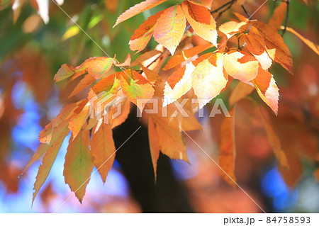 小楢（コナラ）の紅葉 84758593