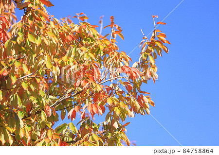 青空に映える色鮮やかな小楢（コナラ）の紅葉 84758864