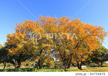 青空に映える色鮮やかな小楢（コナラ）の紅葉 84758876