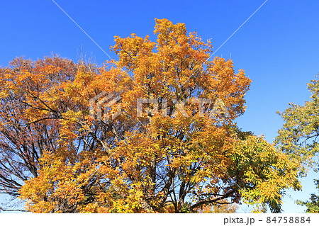 青空に映える色鮮やかな小楢（コナラ）の紅葉 84758884