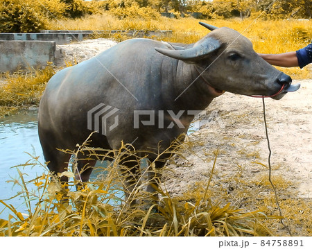 Thai bull with swamp background 84758891